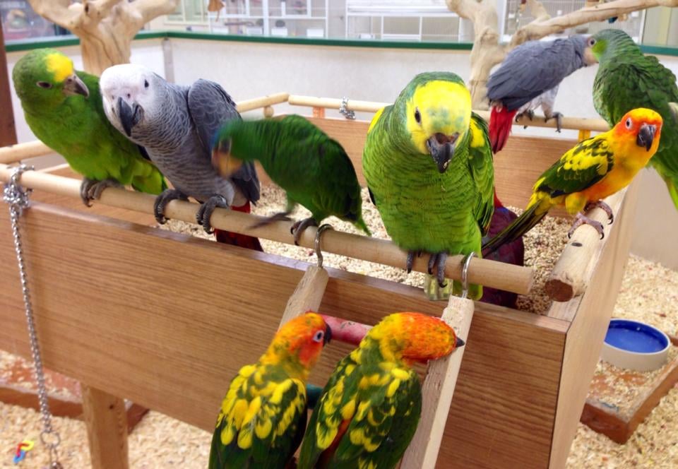 World of Birds in Chester Township