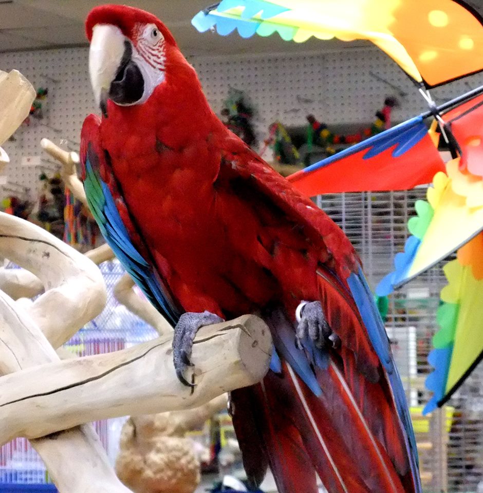 World of Birds gallery image 1