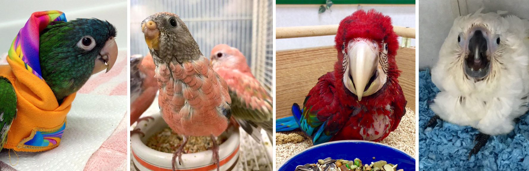 World of Birds gallery image 2